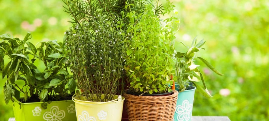 How To Make Your Utah Garden Grow This May